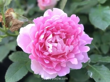 月季波浪系列成员，梦幻褶边推荐