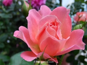 阳台养棵香香公主月季，芳香王满室飘香四季赏花