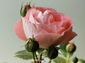 诺娃月季，推荐给阳台党们的微月品种