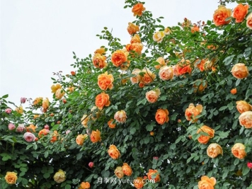 剽悍的藤本月季品种名单推荐