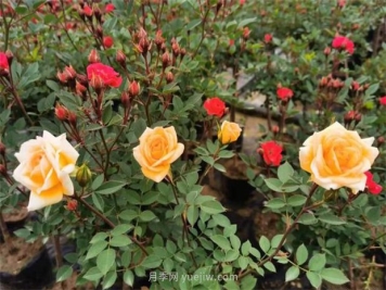 再等等盛花期，南阳现在赏月季为时还早