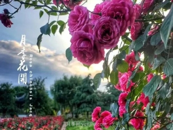 中国月季园千亩月季花开，南阳月季人间仙境打卡圣地