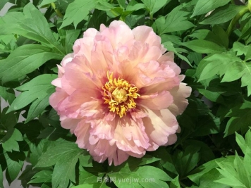 牡丹花的功效作用与饮用禁忌