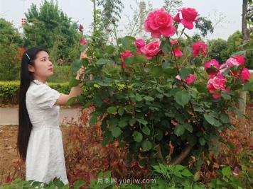 南阳月季五月惹人醉