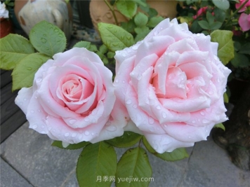 五月份园林养护注意这几点，让月季苗木安全度夏