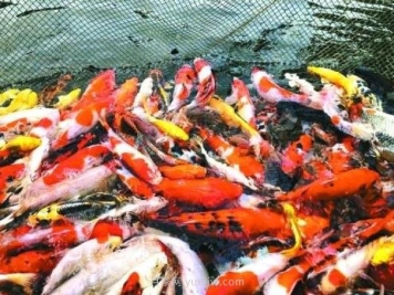 南阳镇平县：小金鱼“游”出大产业