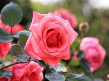 河南18市市花大全！月季居然同为8个市的市花