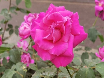 北京月季花花世界中，高贵的紫色月季醉迷人