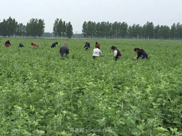 艾草产业为什么能在南阳市不断发展升级？