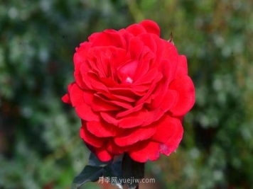 北京自育月季新品种初心、呦呦、鸣鸣亮相