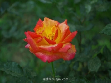 赏石家庄月季市花，遨游月季公园五月花海