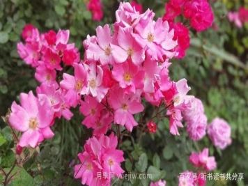 没有最美只有更美的北京月季