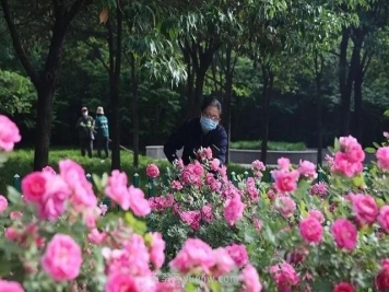 邢台市花月季绽放！月季花城进入观赏期