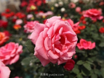 粉扇月季，月季树造型美，花大色艳四季有花香