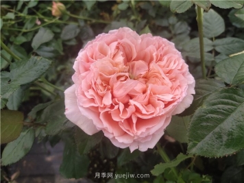 夏天如何养月季？月季可以活多少年？