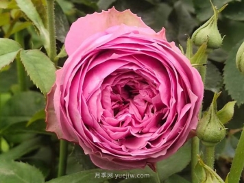 夏天月季病虫害频发，防治办法分享