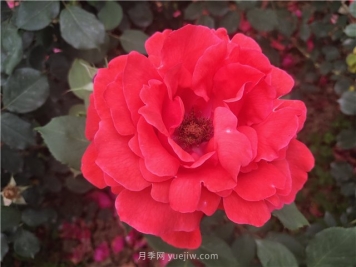 20种经典月季品种，妆点南阳火热的夏季