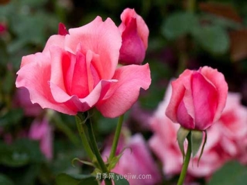 适合北方生长的名贵苗木有哪些？