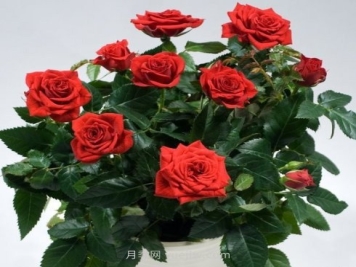 莫扎特柯德娜月季/莫扎特科德娜