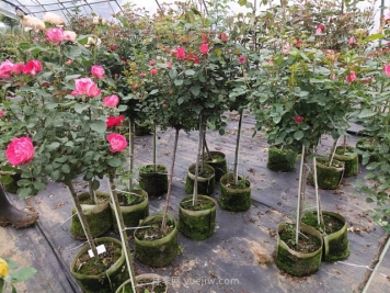 苗木人应该知道的月季容器苗栽培难点——基质的配比