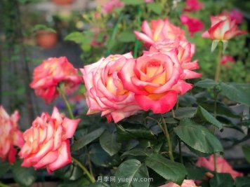 彩云月季，优秀灌木大花月季，四季开花庭院必养