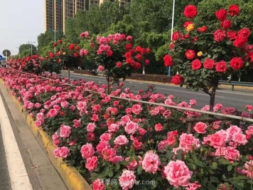 园林绿化施工五大细节要点，提高成活率