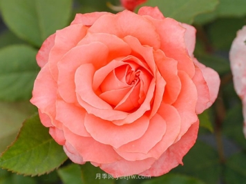 珊瑚果冻月季的优缺点是什么？