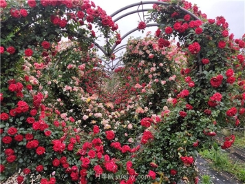 养好月季花很简单，只用记住这6个窍门，