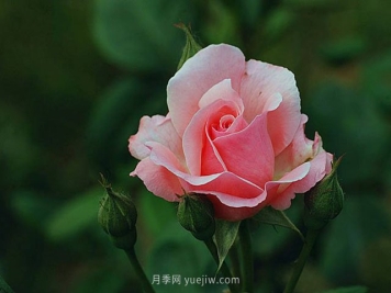 月季花需要在什么时候扦插？扦插的办法有哪些？