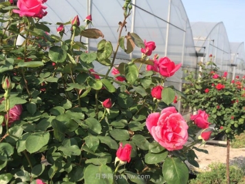 月季花的种子如何播种？需要注意哪些事项？