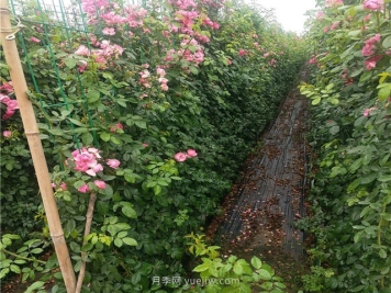 藤本月季不开花不爬藤是什么原因造成的？