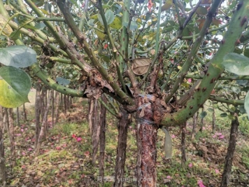 什么是月季盲枝？如何辨别月季的盲枝？