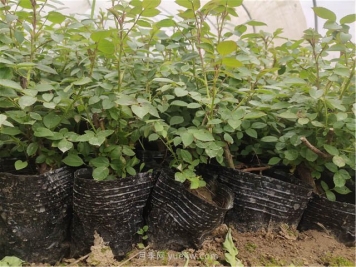 扦插月季先发芽怎么办