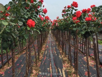 树状月季花为什么会长蚜虫？解决方法有哪些？