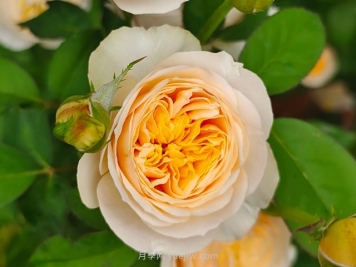 切花月季知识百科