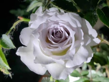 加百列大天使月季，优点多缺点也多的日本月季