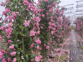 爬墙植物大集合，让你的庭院瞬间高大上
