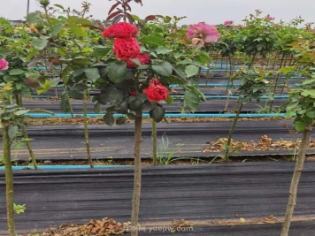 1公分精品欧月小高杆月季