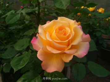 月季有哪些优良品种代表？