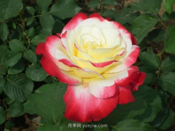 园林人须知夏季月季喷药有五忌！