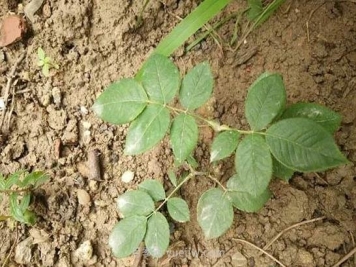 月季花卉僵苗病因分析和救治方法