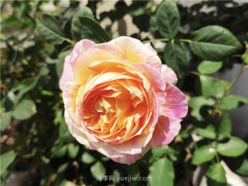 7招网购一颗优质的花木