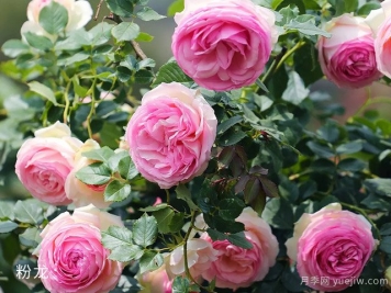 苗木移植十大核心技术，你知道多少？