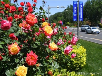 超厉害的园林植物设计集锦(收藏)