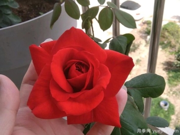 法老月季/古埃及王月季