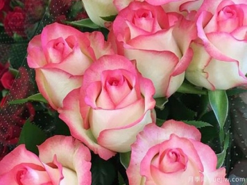 艾莎月季花，仙气十足直立好，颜值出众好养护