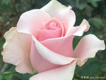 粉佳人月季