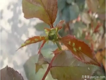 月季的病虫害与防治知识分享