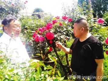 南阳月季大师里的父子兵： 匠心承一脉 莳花弄草人