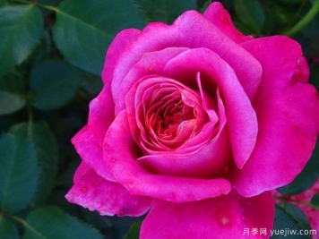 棕色糖果月季/红糖